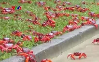 Hàng chục triệu con cua đỏ di cư về biển đẻ trứng