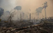 COP27: Brazil cam kết chấm dứt tình trạng tàn phá rừng Amazon