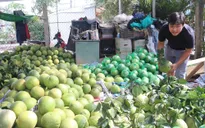 Vùng bưởi nguyên liệu sẵn sàng cho xuất khẩu