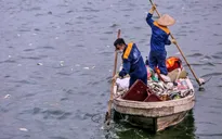 Hà Nội sẽ đánh bắt cá để giảm mật độ trong hồ Tây