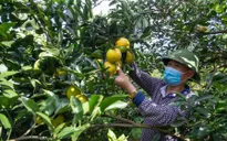 Cam Cao Phong khẳng định thương hiệu