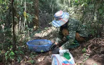 Rộn ràng mùa thu nhặt hạt dẻ trong đại ngàn Mường Phăng