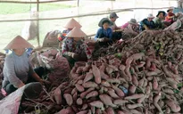 Những lưu ý khi xuất khẩu khoai lang sang Trung Quốc