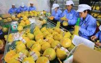 Xuất khẩu lô bưởi đỏ Tân Lạc đầu tiên sang Anh