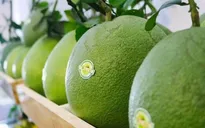 Hôm nay, xuất khẩu lô bưởi đầu tiên đi Mỹ