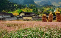 Đảm bảo an toàn giao thông dịp Lễ hội hoa tam giác mạch