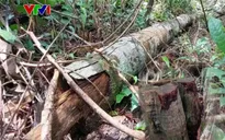 Nhiều diện tích rừng tại Phú Quốc bị chặt phá