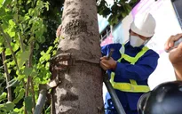 Hà Nội nới 600 bộ gông sắt và cọc chống đỡ cây xanh