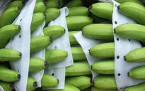 Chuối tươi Việt Nam rộng đường xuất khẩu sang Trung Quốc