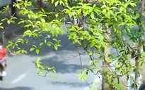 Vẻ đẹp tiết trời mùa Thu Hà Nội trên những con đường