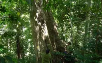 Vườn quốc gia - Cái nôi bảo tồn đa dạng sinh học