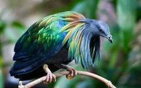 Bồ câu 'kền kền' Nicoba xuất hiện tại Vườn Quốc gia Côn Đảo