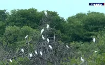 Giữ rừng ngập mặn cho đàn chim di trú