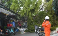 TP Hồ Chí Minh rà soát, cắt tỉa cây xanh mùa mưa bão