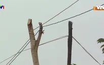 Khu dân cư mòn mỏi chờ đầu tư hạ tầng điện lưới