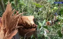 Phát hiện vụ phá rừng tự nhiên quy mô lớn ở Khánh Hòa