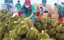 Khuyến cáo không tự phát mở rộng diện tích sầu riêng, chanh leo