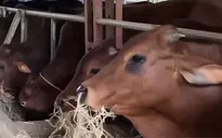 Tình trạng bò nhập ngoại khiến người chăn nuôi "điêu đứng"