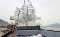 Giá gạo xuất khẩu của Việt Nam cao nhất trong 2 năm
