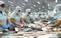 Xuất khẩu cá tra tăng chậm