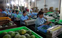 Xuất khẩu rau quả có thể đạt 4 tỷ USD trong 2023