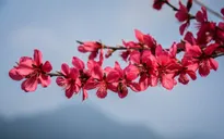 Hạn chế tác động của rét hại đến hoa đào Tết