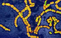 Thêm 5 trẻ tử vong ở Anh do nhiễm liên cầu khuẩn nhóm A