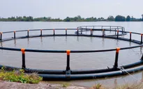 Lồng nuôi HDPE: Giải pháp nuôi trồng thủy sản bền vững