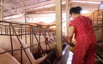 Không chủ quan trước dịch tả lợn châu Phi