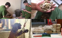 Thanh Hoá: Xét xử đối tượng mua, bán, vận chuyển một cá thể hổ để nấu cao