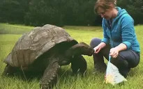 Rùa cao tuổi nhất thế giới bước sang tuổi 190