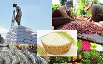 Giá trị toàn ngành nông nghiệp năm 2022 tăng cao