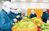Năm 2023, nông sản hướng mục tiêu 54 tỷ USD xuất khẩu