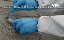 Phát hiện ADN lâu đời nhất trên thế giới