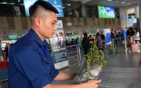 Khách gửi đào, mai qua đường hàng không dịp Tết cần lưu ý gì?