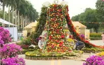 Rực rỡ lễ hội hoa ở 'thủ phủ' Mê Linh