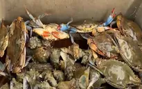 Những quy định khắt khe về đánh bắt hải sản tại Mỹ