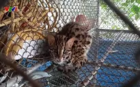 Gia tăng tình trạng buôn bán động vật hoang dã đầu năm