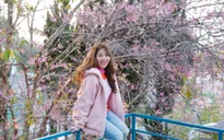 BTV Diệp Chi khoe sắc bên hoa Đào xứ sở Đà Lạt