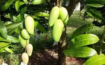 Nguồn cung trái cây dồi dào