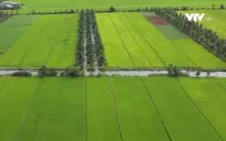 Lo ngại hạn mặn, người dân tìm cách ứng phó sớm
