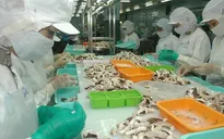 Hàn Quốc - thị trường nhập khẩu mực, bạch tuộc lớn nhất của Việt Nam