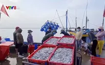 Ngư dân Quảng Trị được mùa cá cơm đầu năm