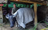 Cao Bằng chủ động phòng chống đói rét cho đàn vật nuôi