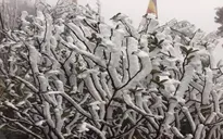 Người dân Sa Pa ứng phó với giá rét, băng tuyết thế nào?