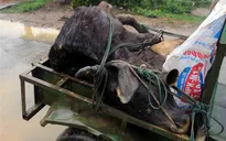Rét đậm, rét hại khiến hàng trăm gia súc chết rét