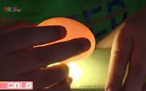 Trào lưu ấp trứng, nuôi vịt làm thú cưng trong những ngày giãn cách