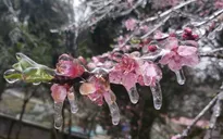 Đảm bảo đủ no, đủ ấm cho học sinh vùng cao
