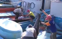 Niềm vui đầu năm của ngư dân bám biển xuyên Tết