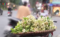 Hà Nội tháng 3 thơm ngát những gánh hoa bưởi